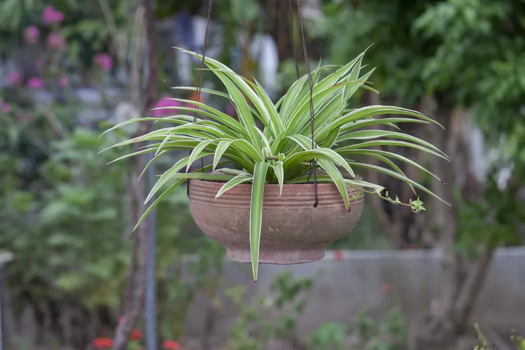 Một trong những loại c&acirc;y trồng trong nh&agrave; dễ trồng v&agrave; phổ biến nhất, c&acirc;y nhện, tạo ra những chiếc l&aacute; d&agrave;i, mảnh, cong nhẹ. C&acirc;y trưởng th&agrave;nh thường xuy&ecirc;n mọc ra những th&acirc;n d&agrave;i mang những b&ocirc;ng hoa nhỏ h&igrave;nh ng&ocirc;i sao c&oacute; thể trở th&agrave;nh những c&acirc;y con nhỏ cuối c&ugrave;ng mọc rễ v&agrave; c&oacute; thể được cắt bỏ để tạo th&agrave;nh những c&acirc;y treo mới.