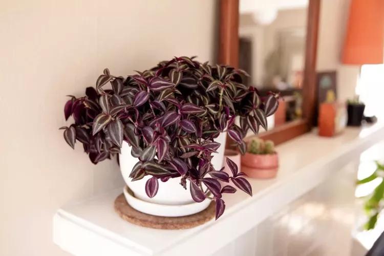 Với m&agrave;u sắc v&agrave; hoa văn đậm n&eacute;t, Tradescantia zebrina , thường được gọi l&agrave; c&acirc;y nhện, l&agrave; một trong những c&acirc;y trồng trong nh&agrave; treo phổ biến nhất. T&aacute;n l&aacute; l&agrave; ng&ocirc;i sao của buổi tr&igrave;nh diễn nhưng c&acirc;y nhện c&oacute; thể tạo ra những b&ocirc;ng hoa nhỏ c&oacute; ba c&aacute;nh. C&acirc;y ph&aacute;t triển nhanh v&agrave; dễ ra rễ chỉ trong một cốc nước. hoa hồng, trắng, t&iacute;m
