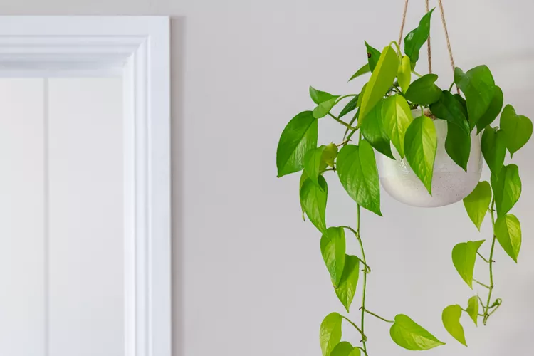Golden pothos l&agrave; c&acirc;y treo l&yacute; tưởng để bắt đầu. N&oacute; ph&aacute;t triển mạnh mẽ với sự chăm s&oacute;c tối thiểu. Th&acirc;n c&acirc;y rủ xuống c&oacute; thể cao hơn 20 feet với những chiếc l&aacute; lớn, m&agrave;u v&agrave;ng xanh loang lổ. Th&acirc;n c&acirc;y c&oacute; thể được cắt ở một nốt sần v&agrave; đặt trong nước để dễ ra rễ.  &Aacute;nh s&aacute;ng: &Aacute;nh s&aacute;ng trực tiếp hoặc gi&aacute;n tiếp Nước: Đất ẩm đến kh&ocirc;\