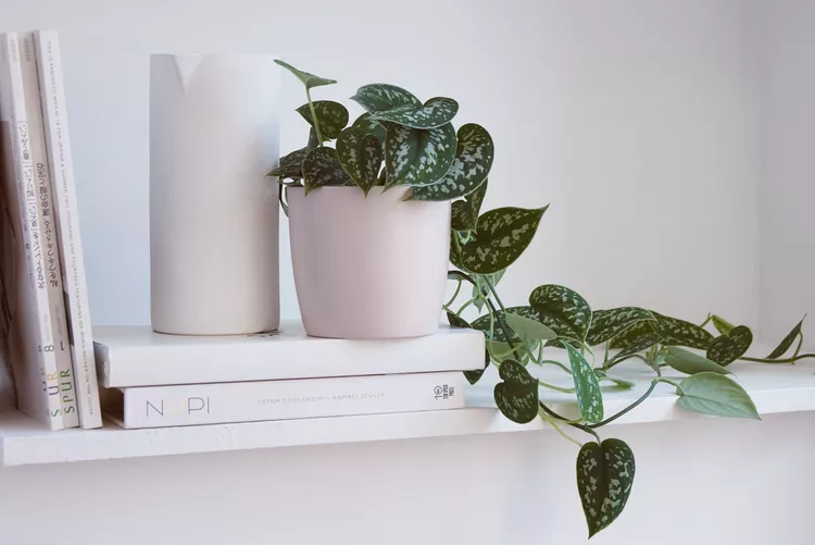 Với những chiếc l&aacute; h&igrave;nh tr&aacute;i tim được điểm xuyết bằng m&agrave;u x&aacute;m bạc, c&acirc;y trầu b&agrave; satin rất bắt mắt. Đ&acirc;y l&agrave; loại c&acirc;y d&acirc;y leo ph&aacute;t triển nhanh, dễ trồng miễn l&agrave; được trồng trong m&ocirc;i trường ấm &aacute;p, ẩm ướt.