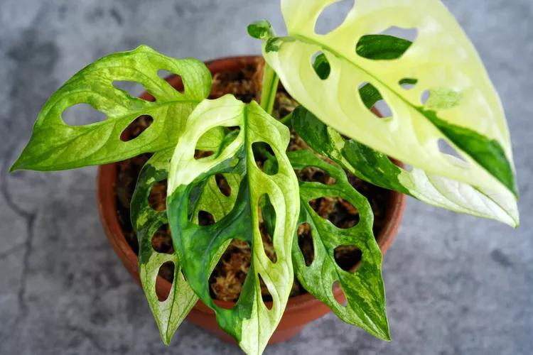 Mặc d&ugrave; kh&ocirc;ng phải l&agrave; c&acirc;y leo truyền thống, Monstera adansonii tạo n&ecirc;n một c&acirc;y cảnh treo nổi bật nhờ t&aacute;n l&aacute; độc đ&aacute;o v&agrave; th&acirc;n c&acirc;y rộng. Những chiếc l&aacute; giống như pho m&aacute;t Thụy Sĩ c&oacute; c&aacute;c đốm trắng kem nổi bật c&oacute; thể l&agrave; những đốm nhỏ, vệt hoặc mảng tr&ecirc;n l&aacute; xanh đậm. Mỗi chồi non mới mọc c&oacute; thể tạo ra một đốm l&aacute; kh&aacute;c nhau.