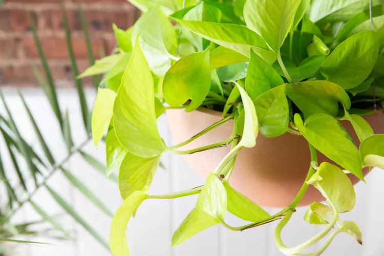 Nếu bạn chiếu s&aacute;ng m&agrave;u s&aacute;ng, c&acirc;y trầu b&agrave; neon sẽ cho l&aacute; xanh tươi, bắt mắt. C&acirc;y n&agrave;y dễ chăm s&oacute;c như c&aacute;c loại trầu b&agrave; kh&aacute;c, n&ecirc;n l&agrave; c&acirc;y khởi đầu tốt cho những người mới bắt đầu trồng c&acirc;y cảnh trong nh&agrave;.