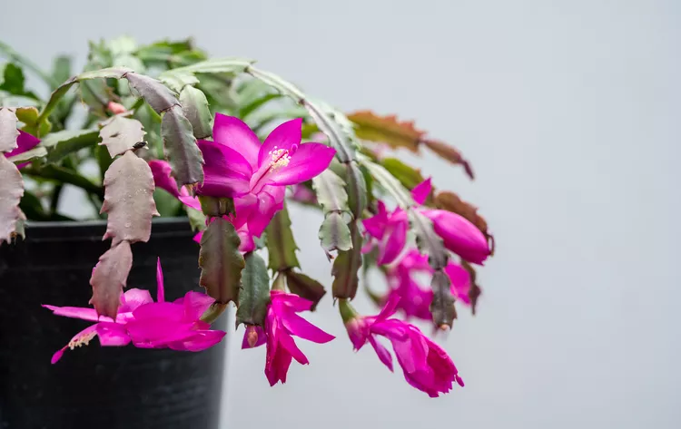 Ngay cả khi c&acirc;y xương rồng Gi&aacute;ng sinh kh&ocirc;ng nở hoa, th&igrave; n&oacute; vẫn l&agrave; một loại c&acirc;y treo c&oacute; kết cấu th&uacute; vị. Sau đ&oacute;, khi những b&ocirc;ng hoa rực rỡ xuất hiện v&agrave;o cuối m&ugrave;a thu hoặc m&ugrave;a đ&ocirc;ng, th&igrave; cảnh tượng thật ngoạn mục. T&ecirc;n gọi c&oacute; vẻ hơi sai, đ&acirc;y kh&ocirc;ng phải l&agrave; c&acirc;y xương rồng sa mạc m&agrave; l&agrave; c&acirc;y c&oacute; nguồn gốc từ rừng nhiệt đới. Nếu bạn muốn c&oacute; hoa v&agrave;o c&aacute;c m&ugrave;a kh&aacute;c, h&atilde;y t&igrave;m mẫu c&acirc;y xương rồng Lễ Tạ ơn v&agrave; c&acirc;y xương rồng Phục sinh .