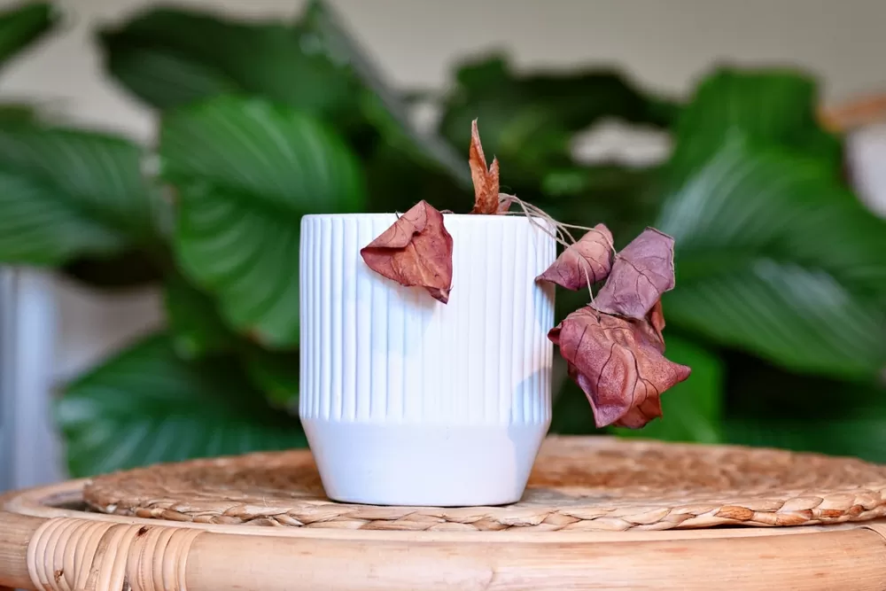 Tr&aacute;nh c&acirc;y giả v&agrave; c&acirc;y h&eacute;o &uacute;a trong nh&agrave;  C&acirc;y xanh gi&uacute;p mang lại sinh kh&iacute; v&agrave; phong thủy tốt cho kh&ocirc;ng gian sống, nhưng chỉ khi ch&uacute;ng thực sự tươi tốt. C&acirc;y giả kh&ocirc;ng c&oacute; năng lượng sống, c&acirc;y chết hoặc bị bỏ b&ecirc; lại tạo ra cảm gi&aacute;c tr&igrave; trệ, nặng nề. H&atilde;y ưu ti&ecirc;n những loại c&acirc;y c&oacute; l&aacute; xanh mướt, mềm mại, tr&aacute;nh c&acirc;y gai nhọn như xương rồng, v&agrave; nhớ chăm s&oacute;c c&acirc;y thường xuy&ecirc;n &ndash; cắt bỏ phần &uacute;a v&agrave;ng, lau sạch l&aacute; để kh&ocirc;ng gian lu&ocirc;n tươi mới v&agrave; đầy năng lượng t&iacute;ch cực.