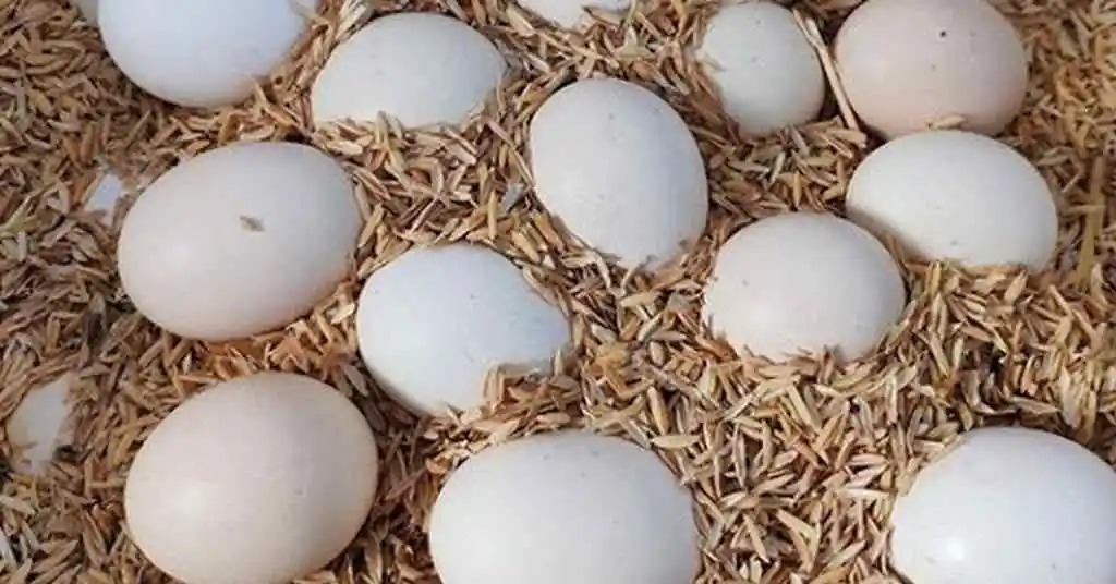 Những quả trứng g&agrave; qu&ecirc; được cha xếp ngay ngắn trong hộp cho con g&aacute;i mang đi (ảnh c&oacute; t&iacute;nh minh họa)