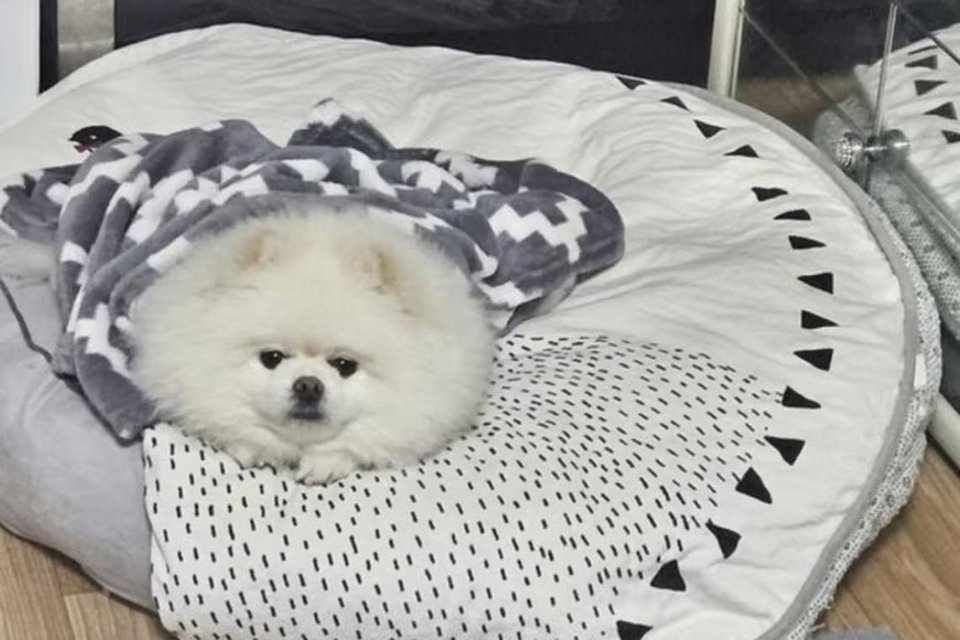 Ch&uacute; ch&oacute; Mongsil, l&agrave; th&agrave;nh vi&ecirc;n đầu ti&ecirc;n ph&aacute;t hiện ra đ&aacute;m ch&aacute;y. Với tiếng sủa vang dội, Mongsil đ&atilde; kịp thời đ&aacute;nh thức cả nh&agrave;, gi&uacute;p họ tho&aacute;t khỏi nguy hiểm trong gang tấc.