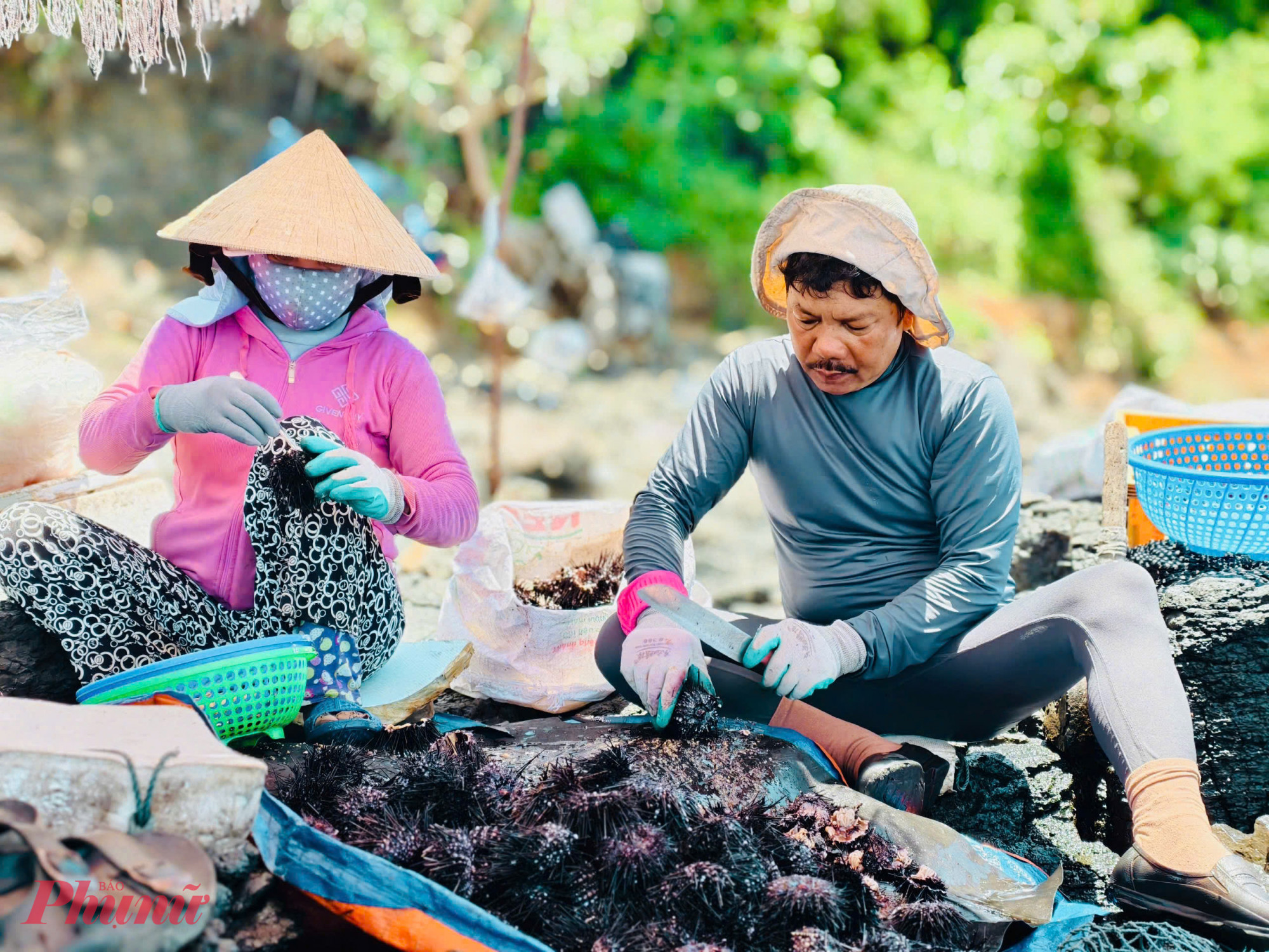 &Ocirc;ng Nguyễn Văn Đ&agrave;o (th&ocirc;n Ph&uacute; Qu&yacute;, x&atilde; Đ&ocirc;ng Sơn) chia sẻ, để bắt được nhum, thợ lặn phải ng&acirc;m m&igrave;nh h&agrave;ng giờ liền dưới độ s&acirc;u 15&ndash;20m, men theo c&aacute;c khe đ&aacute; sắc nhọn v&agrave; chịu &aacute;p suất lớn. Nhum b&aacute;m chặt v&agrave;o đ&aacute;, th&acirc;n đầy gai nhọn, di chuyển chậm nhưng rất kh&oacute; gỡ. Thợ lặn cần sự kh&eacute;o l&eacute;o, tr&aacute;nh bị đ&acirc;m tr&uacute;ng.