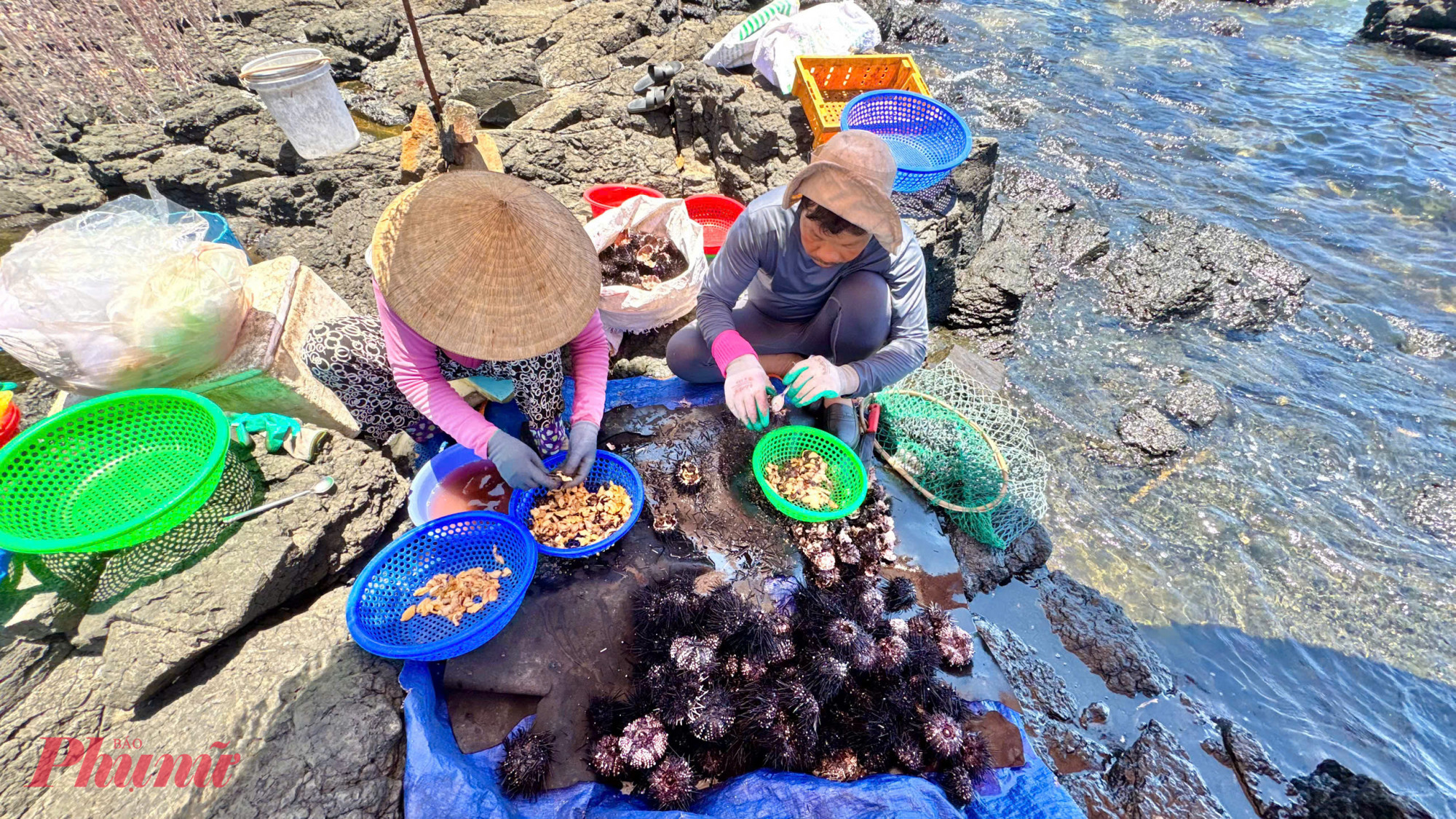 Tầm 11 giờ trưa, buổi săn nhum kết th&uacute;c, ngư d&acirc;n đưa nhum v&agrave;o b&atilde;i. Tại đ&acirc;y những người phụ nữ chờ sẵn, nhum sẽ được sơ chế ngay tại b&atilde;i biển. 