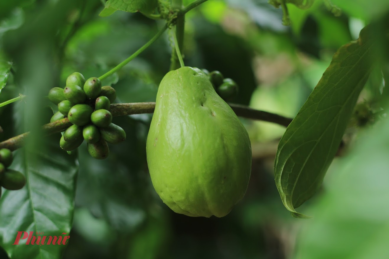 M&aacute; bảo su su dễ trồng, chỉ cần tr&aacute;i gi&agrave; rụng xuống chỗ n&agrave;o, th&igrave; chỗ đ&oacute;, sẽ mọc l&ecirc;n d&acirc;y su su mới.