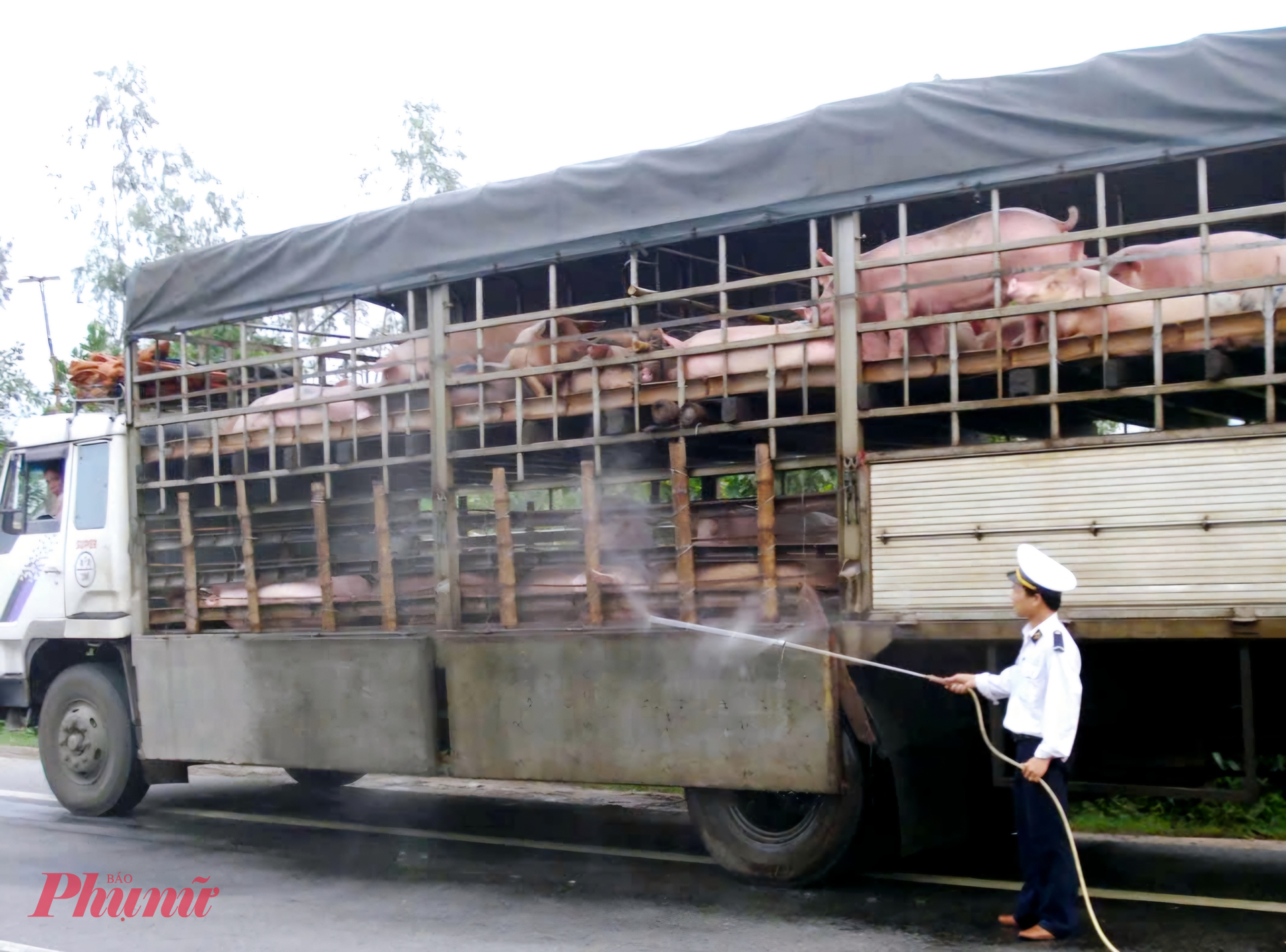Kiểm so&aacute;t v&agrave; ti&ecirc;u độc khử tr&ugrave;ng c&aacute;c phương tiện vận chuyển lợn chưa giết mổ v&agrave;o th&agrave;nh phố 