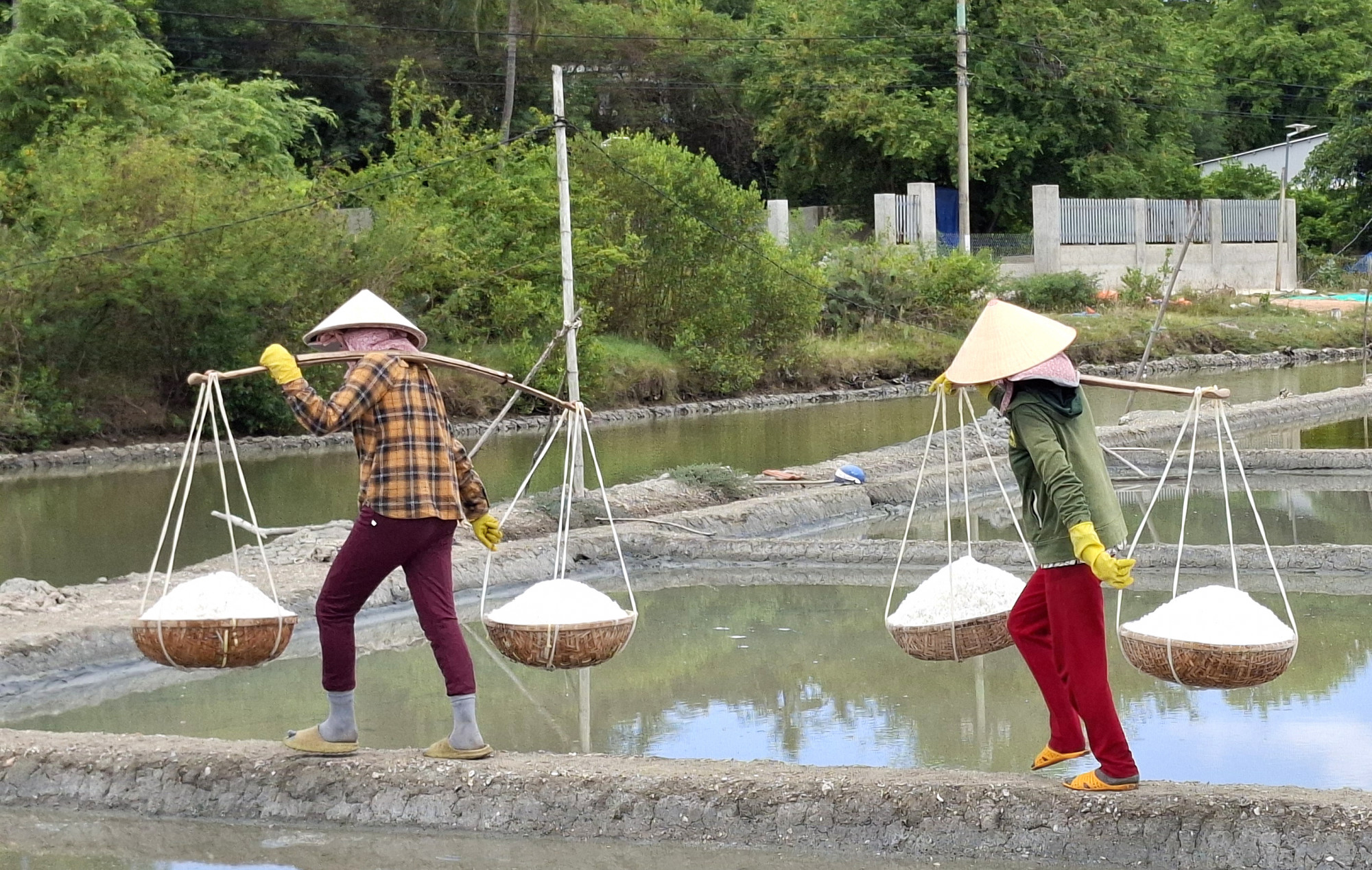 G&aacute;nh muối chạy tr&ecirc;n bờ ruộng nhỏ chỉ bằng to b&agrave;n ch&acirc;n.