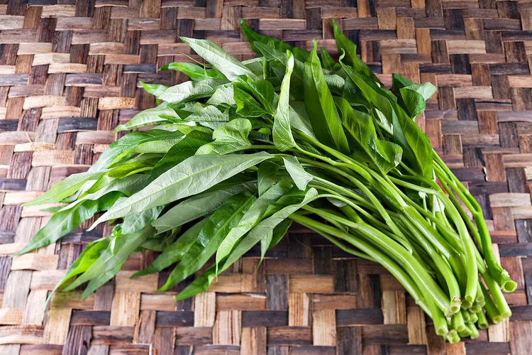  Mồng tơi, rau muống trồng cạn D&ugrave; ưa ẩm, nhưng hai loại rau n&agrave;y rất nhạy cảm với đất ngập nước. H&atilde;y tưới vừa phải, tăng th&ocirc;ng tho&aacute;ng đất v&agrave; tr&aacute;nh tưới ban đ&ecirc;m.