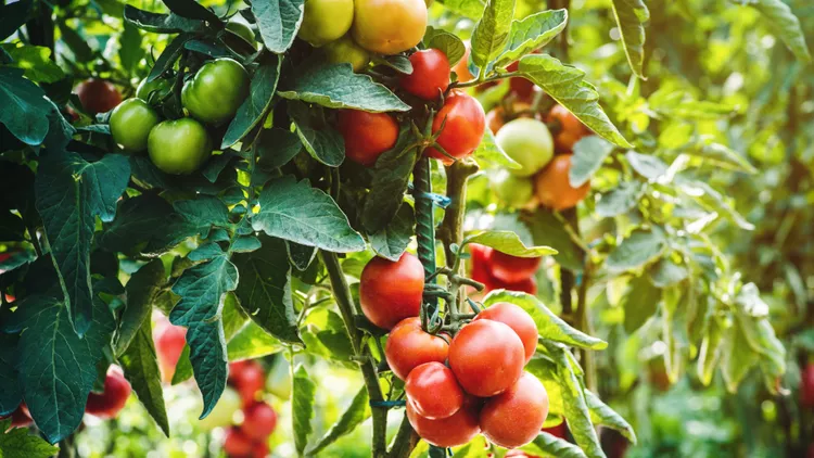 C&acirc;y c&agrave; chua c&oacute; hệ thống rễ ăn s&acirc;u, gi&uacute;p ch&uacute;ng chịu hạn tốt hơn một ch&uacute;t so với c&aacute;c loại c&acirc;y rau kh&aacute;c. Ch&uacute;ng vẫn cần được tưới nước thường xuy&ecirc;n, nhưng đất kh&ocirc;ng bao giờ được qu&aacute; ẩm ướt.  Tưới qu&aacute; nhiều nước cho c&acirc;y c&agrave; chua c&oacute; thể khiến c&acirc;y c&ograve;i cọc v&agrave; dễ bị nứt quả, Chastain n&oacute;i. Để tr&aacute;nh t&igrave;nh trạng tưới qu&aacute; nhiều nước, h&atilde;y để lớp đất mặt kh&ocirc; khoảng 2,5 cm trước khi tưới, sau đ&oacute; tưới thật đẫm nước.