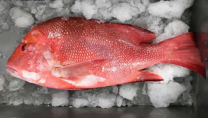 Sau khi ăn c&aacute; hồng, cả gia đ&igrave;nh nhập viện cấp cứu - ảnh minh họa (B.M.)
