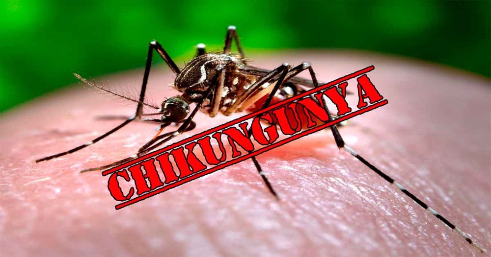 Muỗi vằn l&agrave;m l&acirc;y truyền bệnh Chikungunya, ảnh internet
