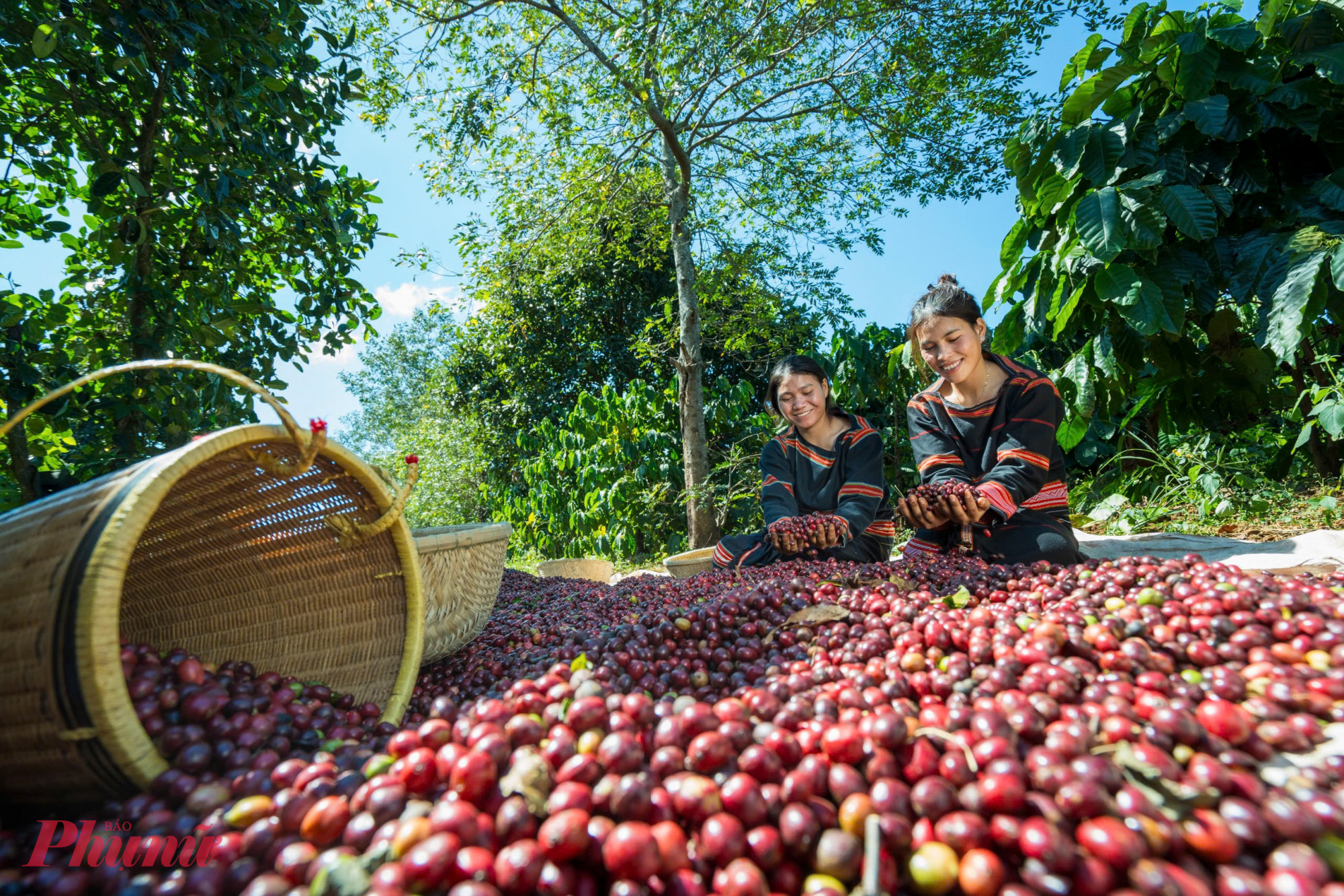 C&agrave; ph&ecirc; Việt Nam c&oacute; lợi thế mở rộng thị trường ở Mỹ bởi đối thủ lớn của Việt Nam l&agrave; Brazil bị &aacute;p thuế cao hơn