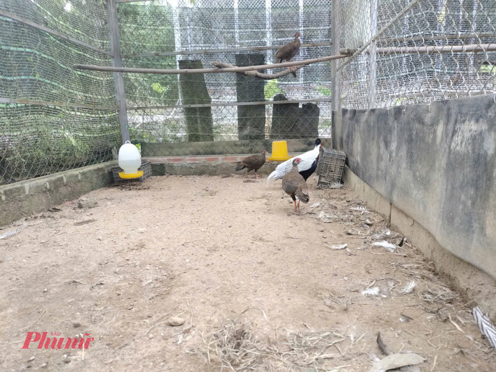 TS Ling cũng cho biết, trong thời gian tới, Vườn sẽ tiếp tục phối hợp với Thảo Cầm Vi&ecirc;n (TP Hồ Ch&iacute; Minh) để trao đổi giống g&agrave; l&ocirc;i trắng nhằm hạn chế hiện tượng cận huyết để c&oacute; quần thể g&agrave; l&ocirc;i trắng mạnh khỏe thả về tự nhi&ecirc;n. 