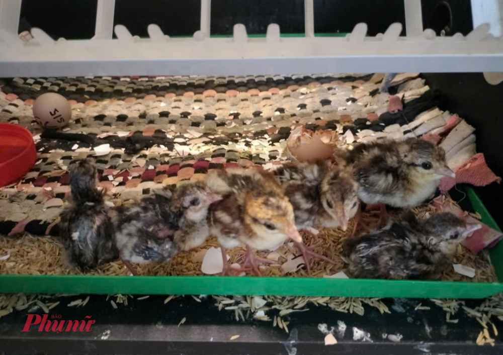 Tuy nhi&ecirc;n, sự ph&aacute;t triển của c&aacute;c đ&agrave;n g&agrave; l&ocirc;i trắng rất chậm do chịu nhiều t&aacute;c động từ c&aacute;c lo&agrave;i thi&ecirc;n địch như chồn, cầy v&ograve;i hương, thậm ch&iacute; khỉ mặt đỏ - những lo&agrave;i săn mồi tự nhi&ecirc;n g&acirc;y ảnh hưởng lớn đến số lượng g&agrave; l&ocirc;i trắng ngo&agrave;i tự nhi&ecirc;n.