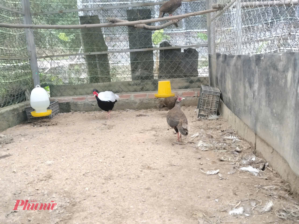 B&ecirc;n cạnh đ&oacute;, Vườn sẵn s&agrave;ng phối hợp với c&aacute;c tổ chức quốc tế, ch&iacute;nh quyền địa phương v&agrave; c&aacute;c đơn vị chức năng để tiếp nhận, cứu hộ, chăm s&oacute;c, nh&acirc;n giống bảo tồn v&agrave; t&aacute;i thả g&agrave; l&ocirc;i trắng cũng như c&aacute;c lo&agrave;i động vật qu&yacute; hiếm kh&aacute;c nhằm bảo tồn v&agrave; ph&aacute;t triển đa dạng h&oacute;a hệ sinh th&aacute;i động vật tại Vườn n&oacute;i ri&ecirc;ng v&agrave; khu vực Trung Trường Sơn n&oacute;i chung