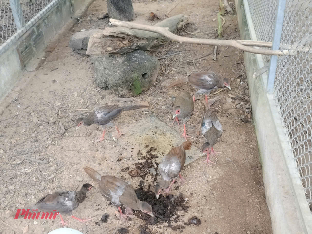 H&igrave;nh ảnh g&agrave; l&ocirc;i trắng được chụp lại bằng m&aacute;y bẫy ảnh theo chương tr&igrave;nh Gi&aacute;m s&aacute;t đa dạng sinh học của Vườn quốc gia Bạch M&atilde;. Th&ocirc;ng thường, ở độ cao 500m trở l&ecirc;n mới thấy g&agrave; l&ocirc;i trắng xuất hiện tại Vườn.
