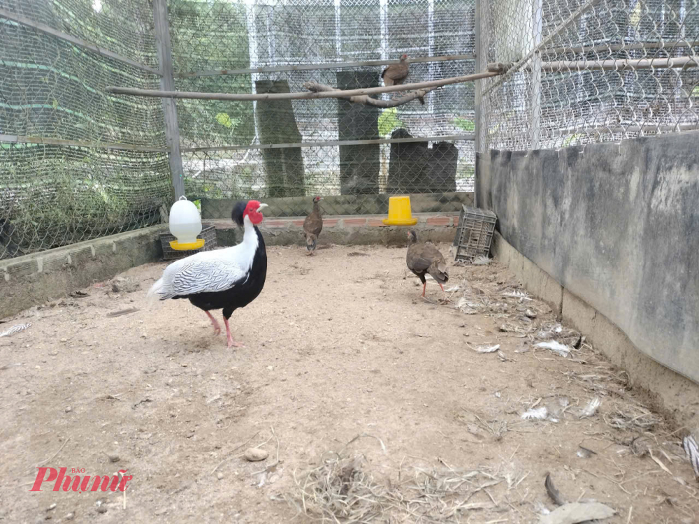 L&atilde;nh đạo Vườn quốc gia Bạch M&atilde; th&ocirc;ng tin th&ecirc;m, song song với việc đa dạng c&aacute;c phương thức tuy&ecirc;n truyền n&acirc;ng cao nhận thức v&agrave; sự tham gia bảo vệ rừng, bảo vệ động vật hoang d&atilde; của người d&acirc;n, tăng cường tần suất tuần tra bảo vệ rừng v&agrave; th&aacute;o dỡ bẫy, những năm gần đ&acirc;y, Vườn đ&atilde; thực hiện nhiều hoạt động cứu hộ, nh&acirc;n giống bảo tồn v&agrave; t&aacute;i thả g&agrave; l&ocirc;i trắng.
