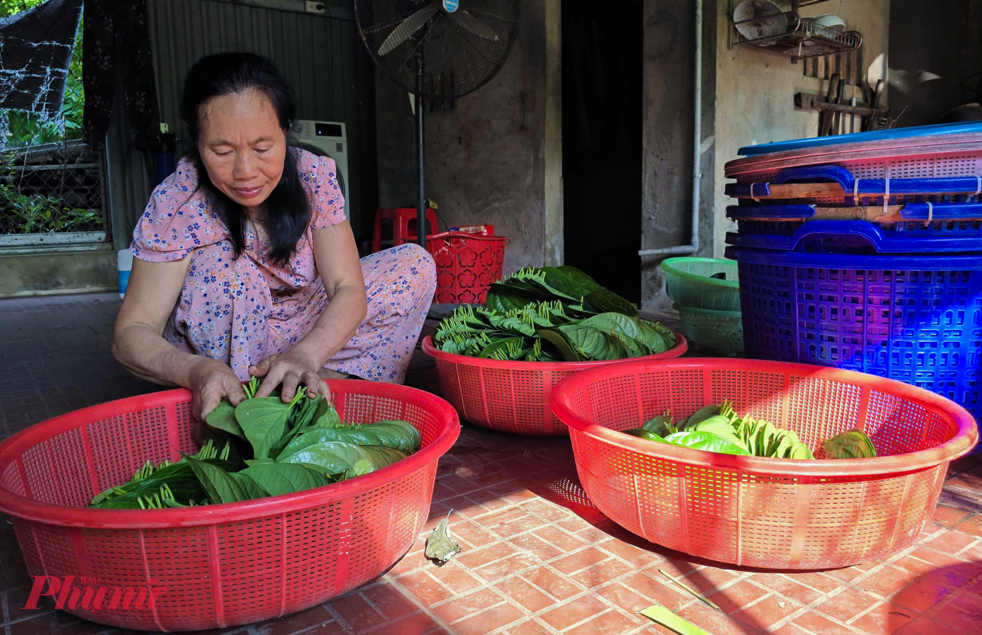 Gần 1 tuần qua, vợ chồng b&agrave; Hoa phải tranh thủ thời gian h&aacute;i l&aacute; trầu cả ng&agrave;y ở vườn, tối lại rửa, xếp th&agrave;nh xấp... để kịp giao cho kh&aacute;ch s&aacute;ng sớm h&ocirc;m sau. &ldquo;Khoảng 1 tuần trước ng&agrave;y rằm l&aacute; trầu kh&ocirc;ng b&aacute;n rất chạy. Trung b&igrave;nh mỗi ng&agrave;y vừa qua t&ocirc;i b&aacute;n được gần 4 triệu đồng&rdquo; - b&agrave; Hoa n&oacute;i.