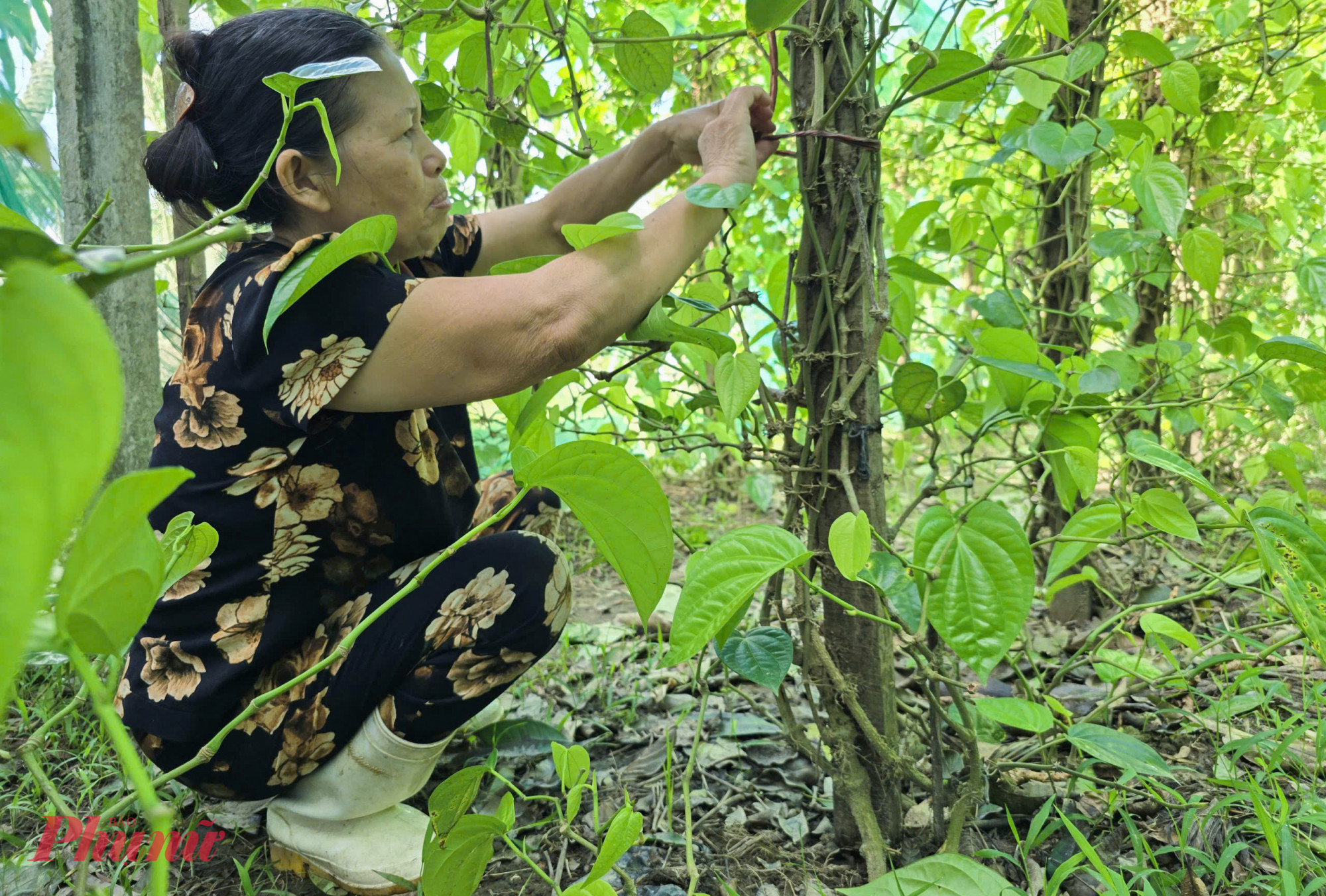 &ldquo;C&acirc;y trầu kh&ocirc;ng kh&aacute; kh&oacute; t&iacute;nh, nhưng nếu biết chăm th&igrave; cũng kh&ocirc;ng qu&aacute; kh&oacute;. T&ocirc;i trồng 150 c&acirc;y, dịp rằm n&agrave;y mỗi ng&agrave;y cũng kiếm được 500.000 - 700.000 đồng&rdquo; &ndash; b&agrave; Th&igrave;n n&oacute;i.