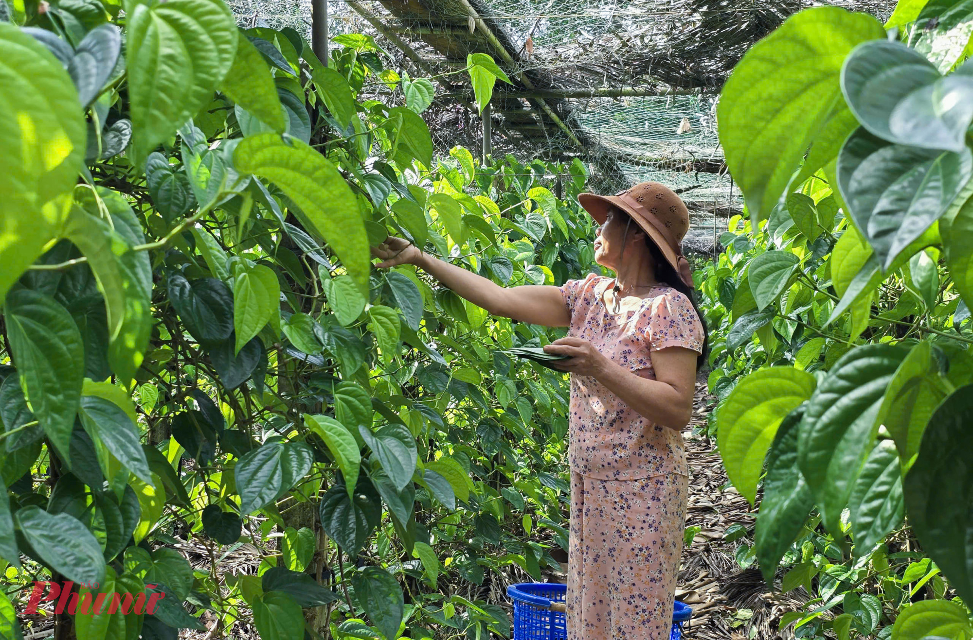 X&oacute;m 5 (phường Vinh Ph&uacute;) từng được xem l&agrave; thủ phủ trồng c&acirc;y trầu kh&ocirc;ng tại Nghệ An. L&aacute; trầu kh&ocirc;ng ở đ&acirc;y kh&ocirc;ng chỉ phục vụ nhu cầu trong tỉnh m&agrave; c&ograve;n xuất khẩu sang Đ&agrave;i Loan. Tuy nhi&ecirc;n, do nhu cầu ng&agrave;y c&agrave;ng giảm n&ecirc;n hiện cả x&oacute;m chỉ c&ograve;n v&agrave;i chục hộ trồng loại c&acirc;y lấy l&aacute; n&agrave;y, chủ yếu phục vụ thị trường trong nước.