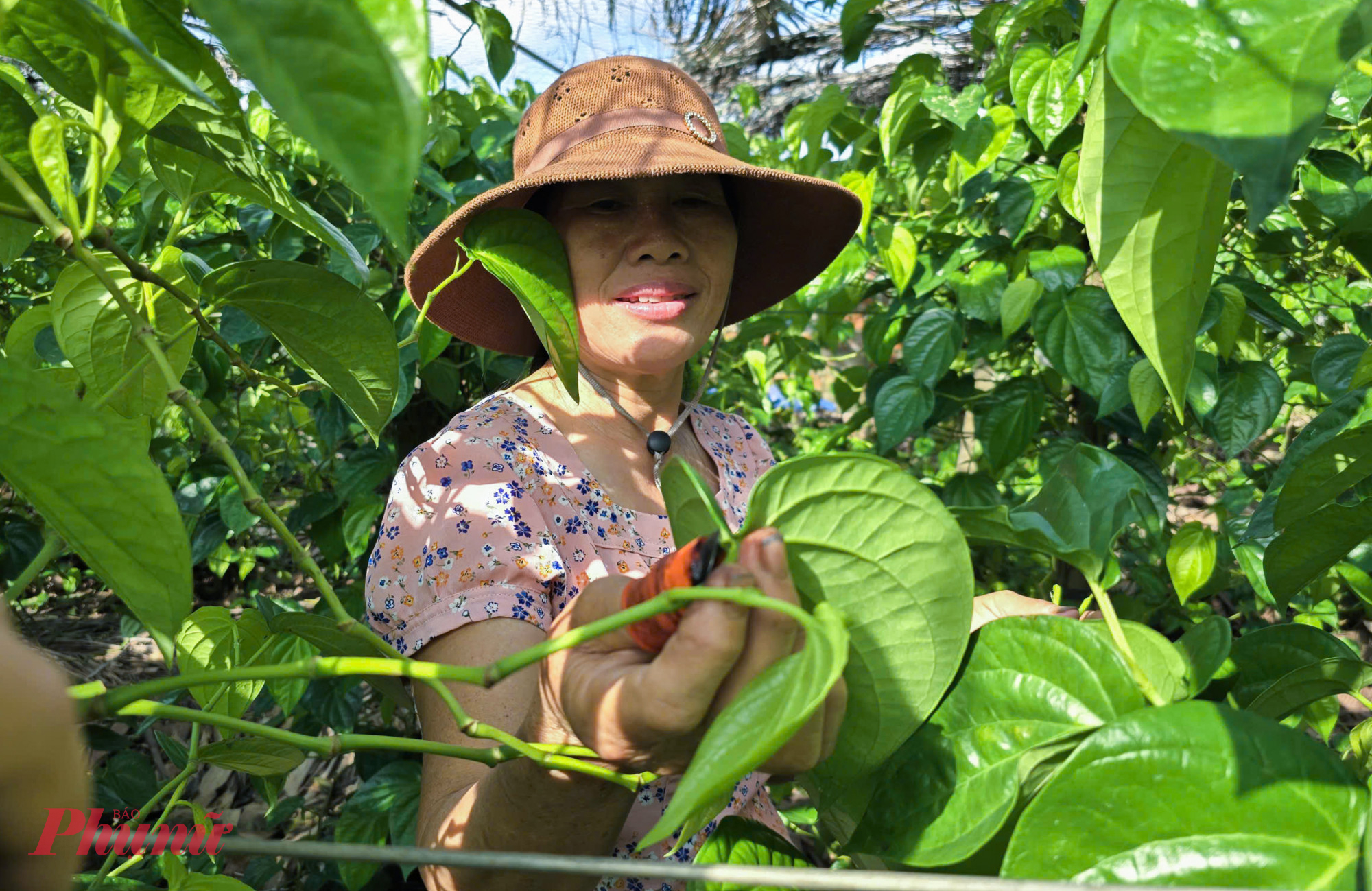 Theo b&agrave; Hoa, l&aacute; trầu kh&ocirc;ng được thu hoạch đều trong năm, mỗi th&aacute;ng 2 lần v&agrave;o dịp ng&agrave;y Rằm v&agrave; cuối th&aacute;ng &Acirc;m lịch. Tuy nhi&ecirc;n, dịp Tết Nguy&ecirc;n đ&aacute;n, Rằm th&aacute;ng Gi&ecirc;ng v&agrave; Rằm th&aacute;ng Bảy, mức ti&ecirc;u thụ loại l&aacute; n&agrave;y thường tăng mạnh do nhu cầu về trầu c&uacute;ng lễ. 