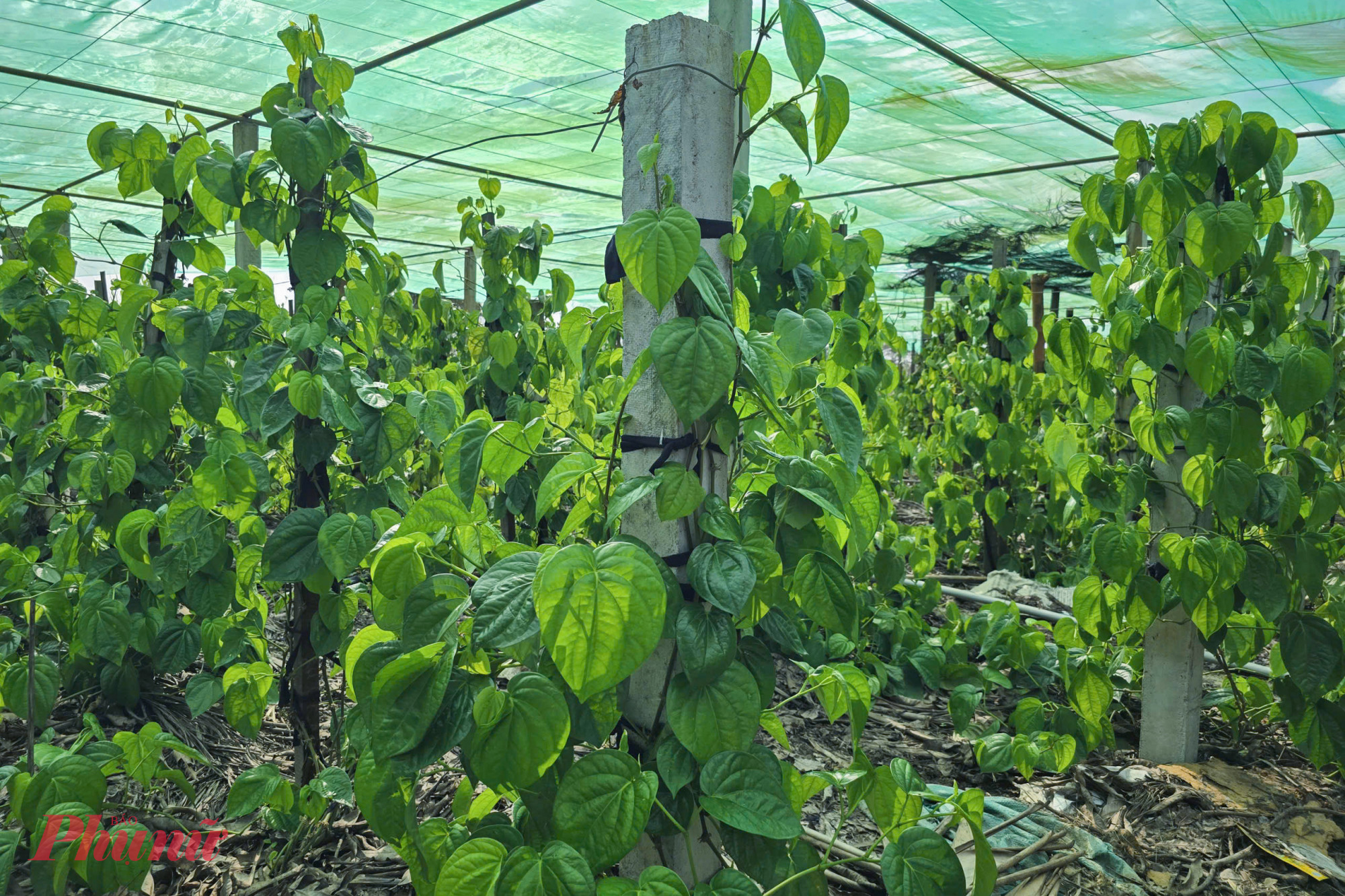Trầu kh&ocirc;ng được mệnh danh l&agrave; loại c&acirc;y trồng một lần, thu hoạch cả đời. Tuy nhi&ecirc;n lo&agrave;i c&acirc;y n&agrave;y cũng kh&oacute; t&iacute;nh, kh&ocirc;ng chịu được hạn, lạnh, ngập &uacute;ng v&agrave; dễ nhiễm nấm n&ecirc;n nhiều người d&acirc;n phải đầu tư l&agrave;m hệ thống nh&agrave; lưới chắc chắn để bảo vệ.