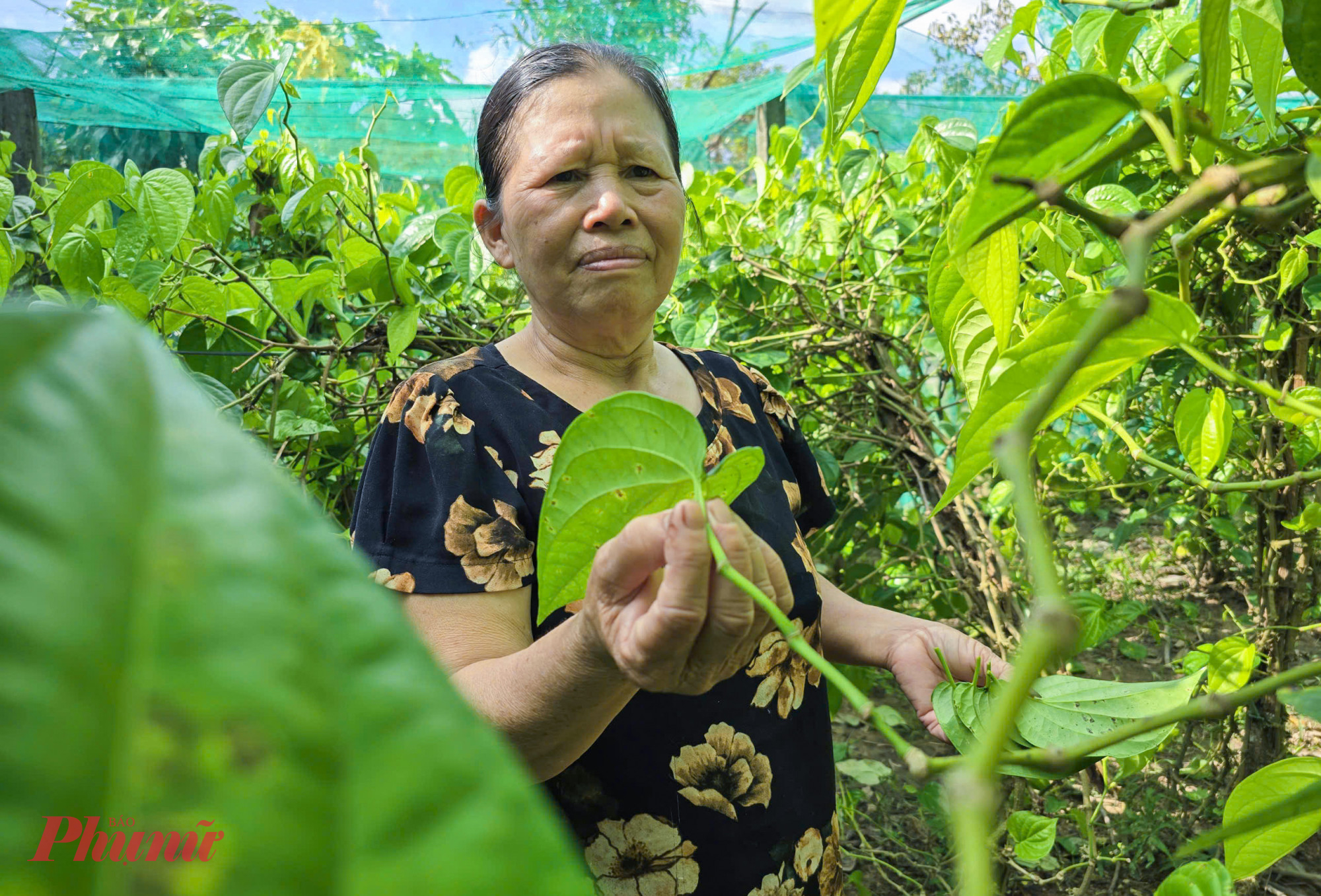 B&agrave; Dương Thị Th&igrave;n (61 tuổi, tr&uacute; x&oacute;m 5) cho biết, tất cả l&aacute; trầu đều c&oacute; gi&aacute; trị kinh tế. Trầu l&aacute; đẹp được chọn lựa để b&aacute;n phục vụ nhu cầu c&uacute;ng b&aacute;i của người d&acirc;n, loại l&aacute; xấu th&igrave; b&aacute;n cho c&aacute;c cơ sở chiết xuất tinh dầu, l&agrave;m dược liệu. 
