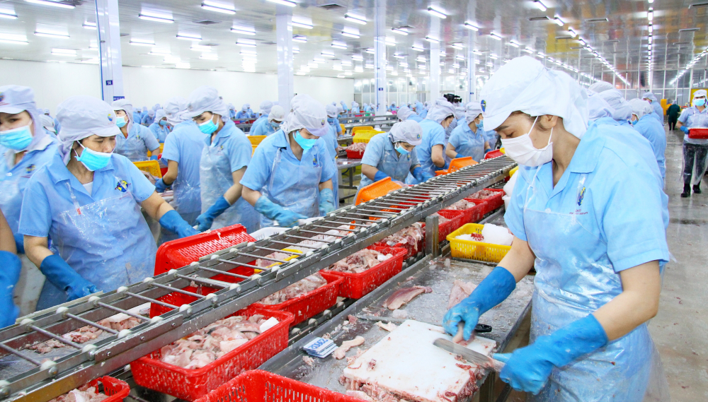 C&ocirc;ng nh&acirc;n C&ocirc;ng ty cổ phần Nam Việt (An Giang) chế biến c&aacute; tra xuất khẩu - ẢNH: HUỲNH LỢI