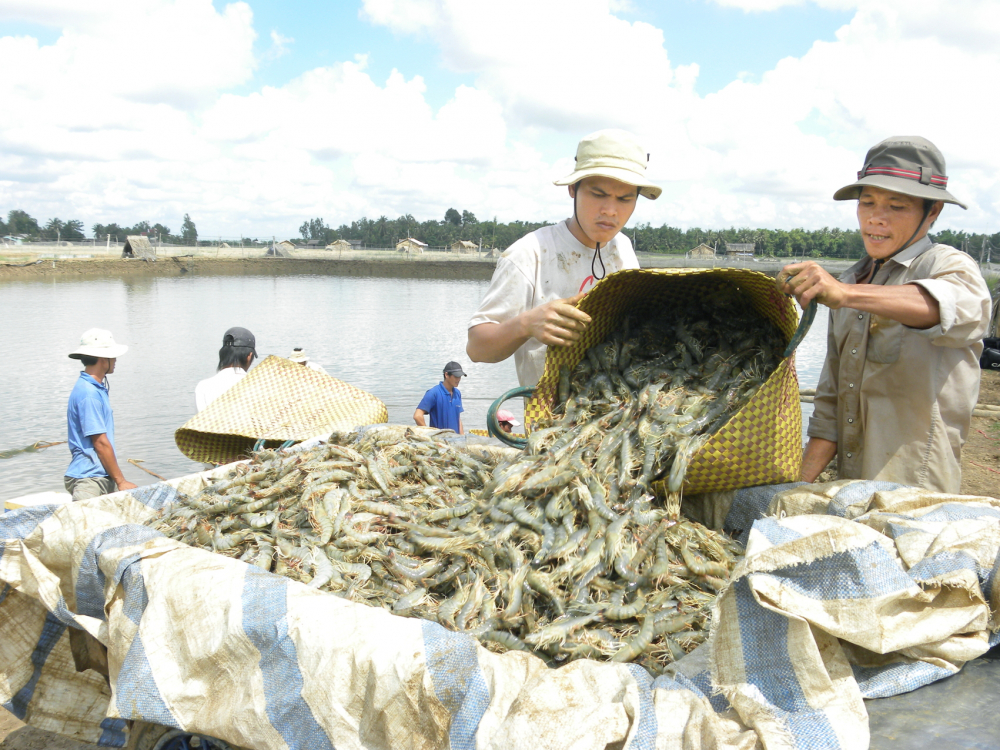 N&ocirc;ng d&acirc;n tỉnh Vĩnh Long thu hoạch t&ocirc;m. Gi&aacute; b&aacute;n 120.000-150.000 đồng 1kg gi&uacute;p họ c&oacute; lợi nhuận - ẢNH: HUỲNH LỢI
