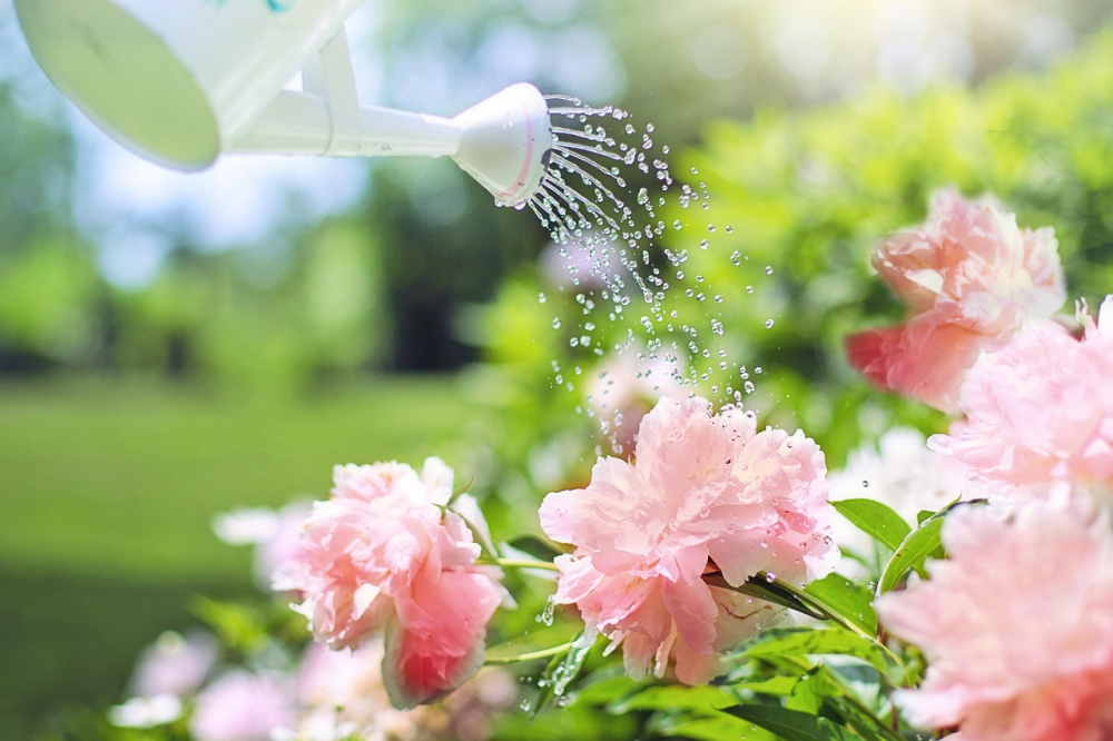  h&atilde;y cố gắng hết sức để hoa v&agrave; l&aacute; c&acirc;y kh&ocirc;ng bị ướt
