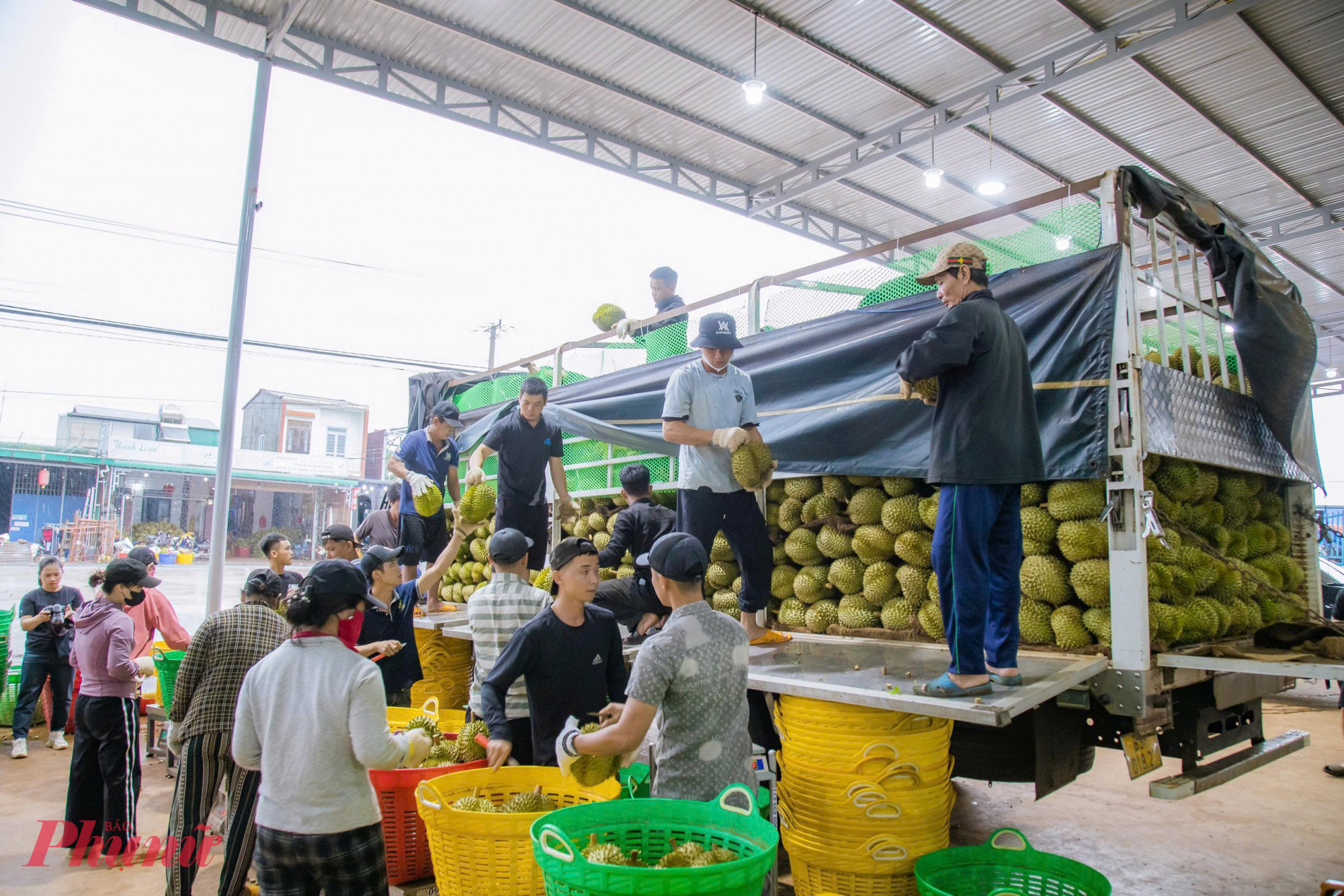 Hoạt động kiểm tra chất lượng tại c&aacute;c kho thu mua sầu ri&ecirc;ng 