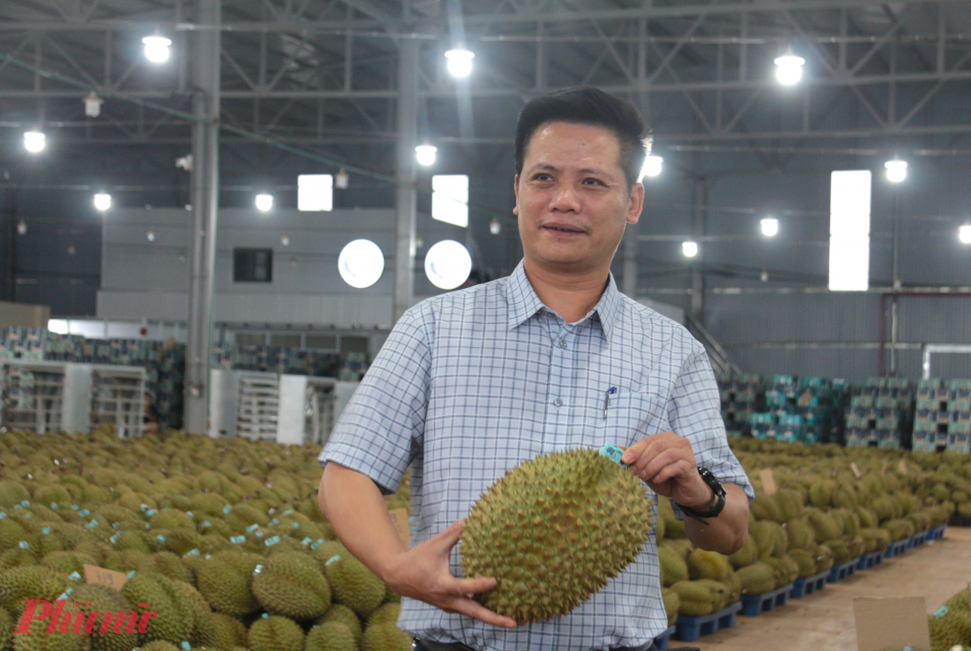 &Ocirc;ng L&ecirc; Anh Trung, Chủ tịch Hiệp hội Sầu ri&ecirc;ng Đắk Lắk khuyến c&aacute;o, để đảm bảo sản phẩm đạt ti&ecirc;u chuẩn, hiệp hội khuyến c&aacute;o c&aacute;c nh&agrave; vườn v&agrave; thương l&aacute;i chỉ n&ecirc;n thu hoạch khi quả đ&atilde; đủ tuổi. 