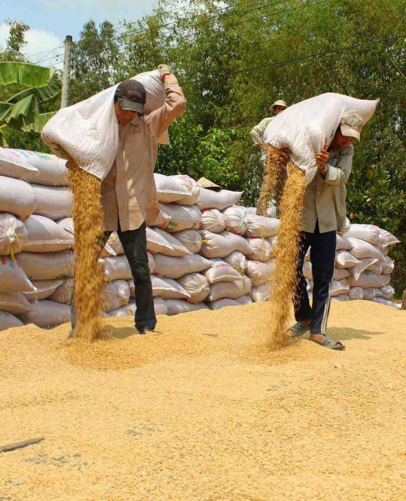 Diện t&iacute;ch l&uacute;a to&agrave;n v&ugrave;ng đạt 4,1 triệu ha, sản lượng ước 26,12 triệu tấn,