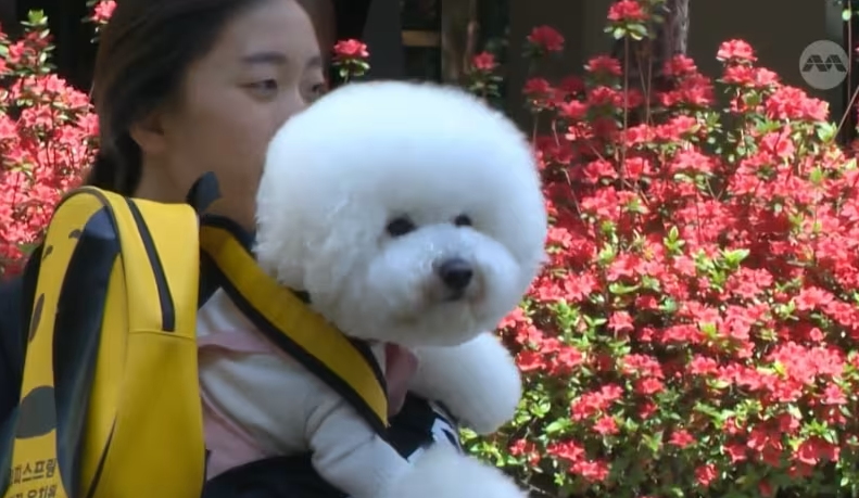 Một ch&uacute; ch&oacute; x&ugrave; đồ chơi tại một trường mẫu gi&aacute;o ch&oacute; ở H&agrave;n Quốc.