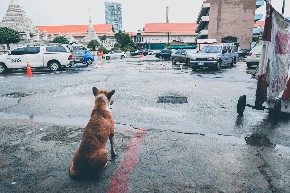 Cơ quan chức năng cũng ra lệnh cấm di chuyển ch&oacute;, m&egrave;o v&agrave; c&aacute;c lo&agrave;i động vật c&oacute; v&uacute; kh&aacute;c trong v&ograve;ng 30 ng&agrave;y được &aacute;p dụng từ ng&agrave;y 9/9 đến 8/10.