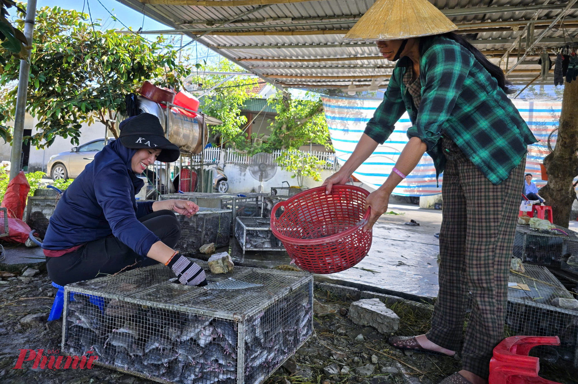 Chị Nguyễn Thị Loan (47 tuổi, tr&uacute; l&agrave;ng Thọ Bằng) cho biết, chuột đồng b&aacute;n cho kh&aacute;ch y&ecirc;u cầu phải c&ograve;n sống, chỉ khi người mua c&oacute; y&ecirc;u cầu th&igrave; họ mới l&agrave;m thịt v&agrave; chế biến. Chuột đồng hiện được b&aacute;n với gi&aacute; 40.000 - 60.000/kg v&agrave; 120.000 -150.000 đồng/kg đối với chuột đ&atilde; qua sơ chế. 