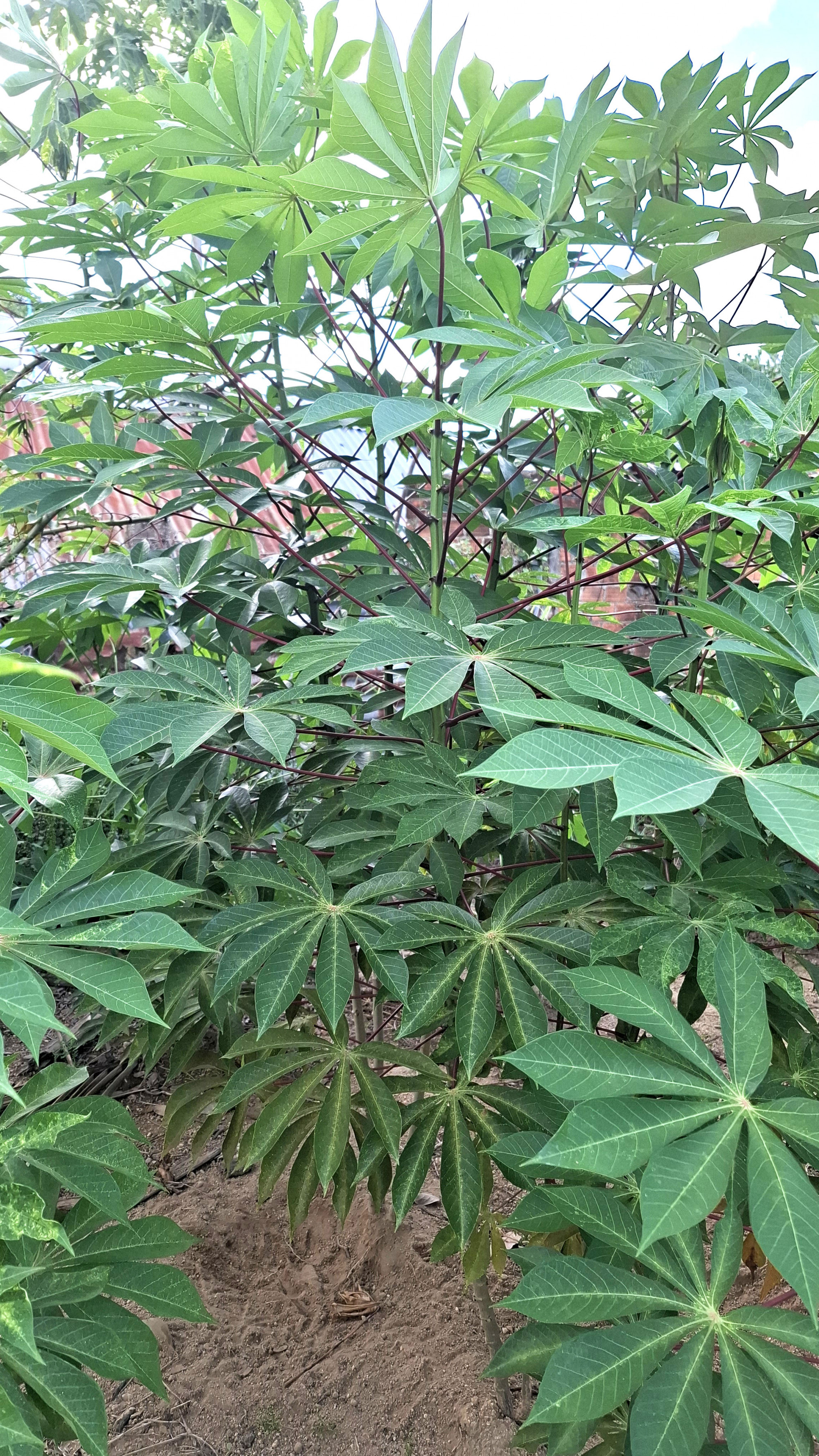 L&aacute; sắn g&ograve;n d&ugrave;ng để chế biến m&oacute;n l&aacute; sắn kho, ph&acirc;n biệt sắn g&ograve;n v&agrave; c&aacute;c loại sắn kh&aacute;c th&igrave; cọng sắn g&ograve;n to&agrave;n m&agrave;u đỏ. 