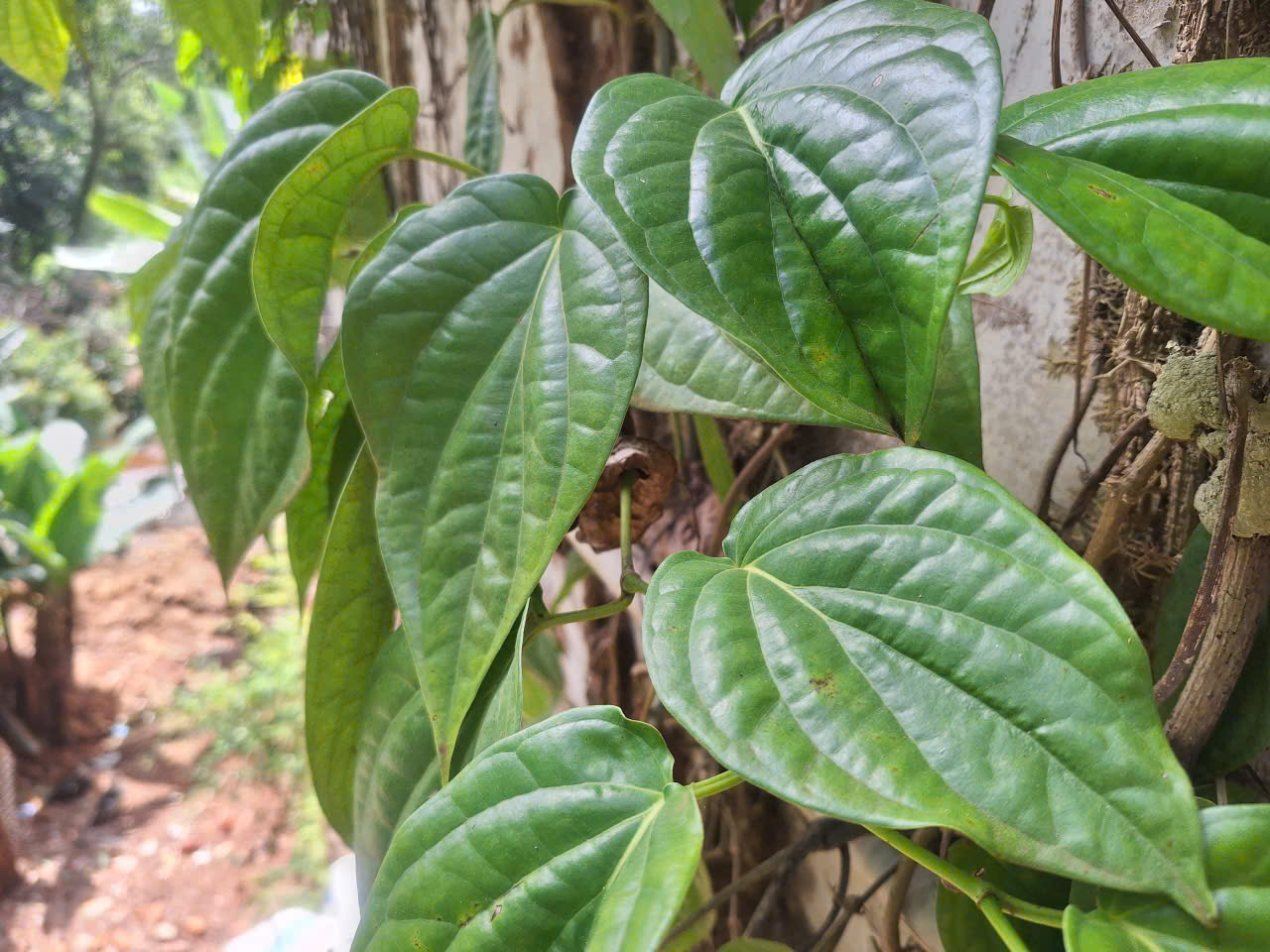 L&aacute; trầu gi&uacute;p s&aacute;t khuẩn, kh&aacute;ng nấm, giảm ngứa nhanh