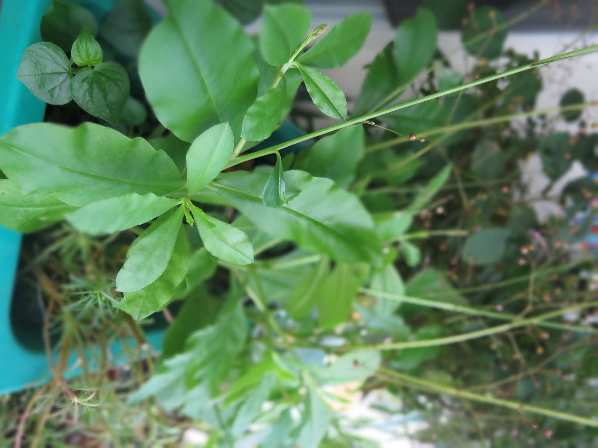 Rau s&acirc;m đất gi&uacute;p ph&ograve;ng ngừa v&agrave; điều trị t&aacute;o b&oacute;n do nhiệt. Ảnh: An H&agrave;