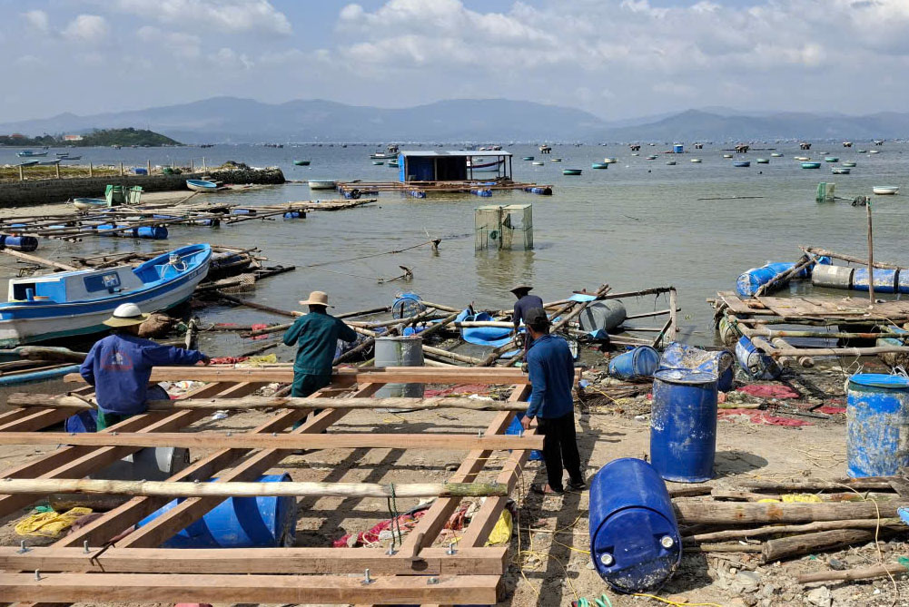 Những ng&agrave;y n&agrave;y, tại khu vực Vũng D&ocirc;ng, Vũng Ch&agrave;o của vịnh Xu&acirc;n Đ&agrave;i (thuộc phường S&ocirc;ng Cầu), người nu&ocirc;i t&ocirc;m h&ugrave;m đ&oacute;ng lại lồng b&egrave;, gượng dậy sau thi&ecirc;n tai, chuẩn bị thả con giống vụ nu&ocirc;i mới.