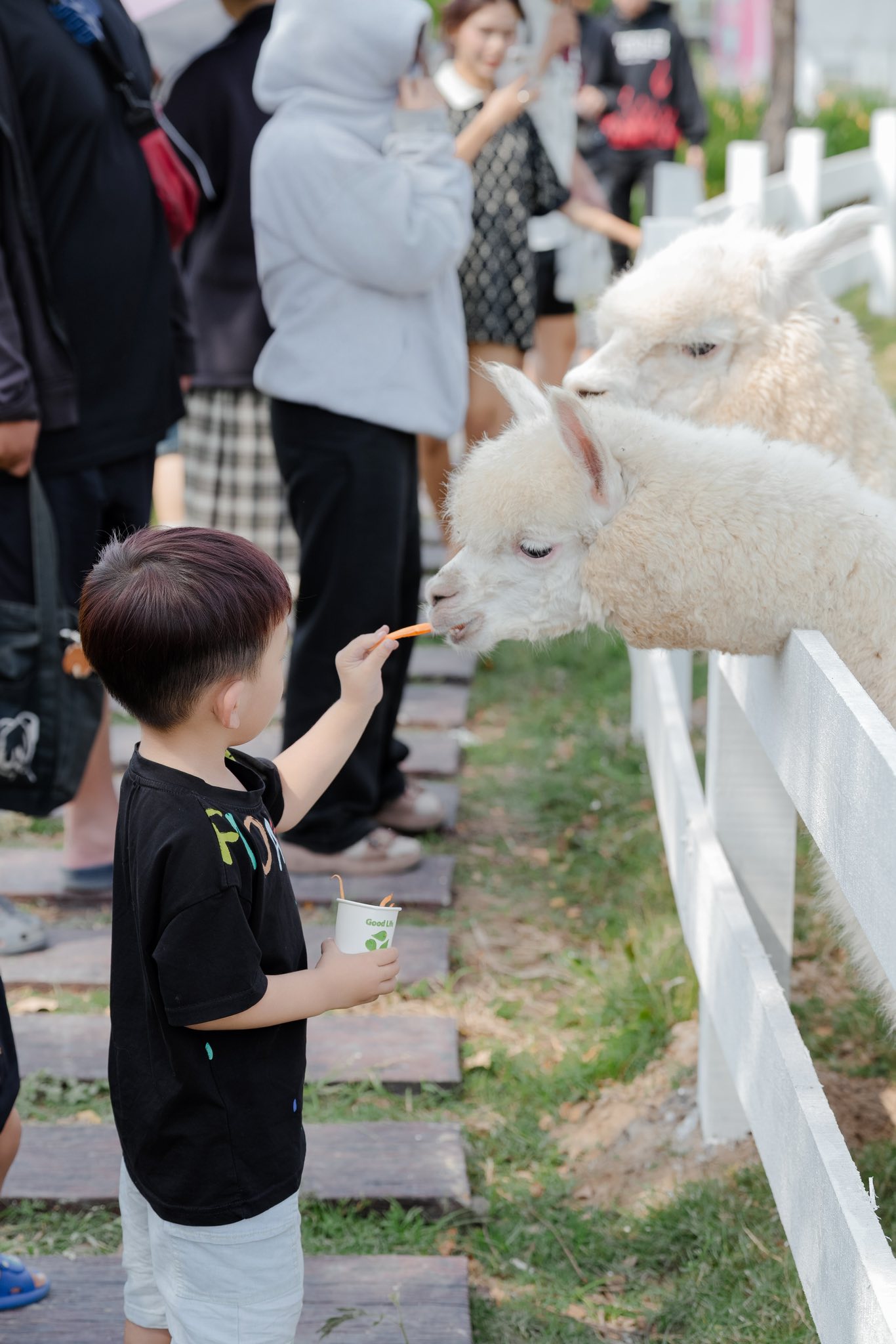 Hoạt động cho th&uacute; cưng ăn được trẻ em y&ecirc;u th&iacute;ch khi đến Mật Pet Farm - Ảnh: fanpage Mật Pet Farm