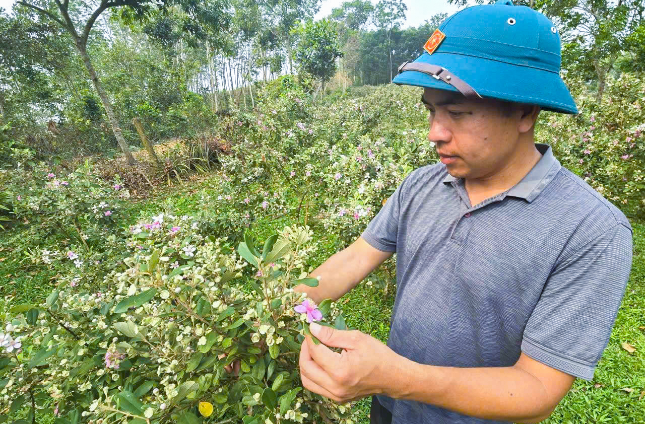 Sau gần 3 năm, anh B&igrave;nh đ&atilde; thuần h&oacute;a th&agrave;nh c&ocirc;ng loại c&acirc;y mọc dại tr&ecirc;n rừng - Ảnh: Kh&aacute;nh Trung