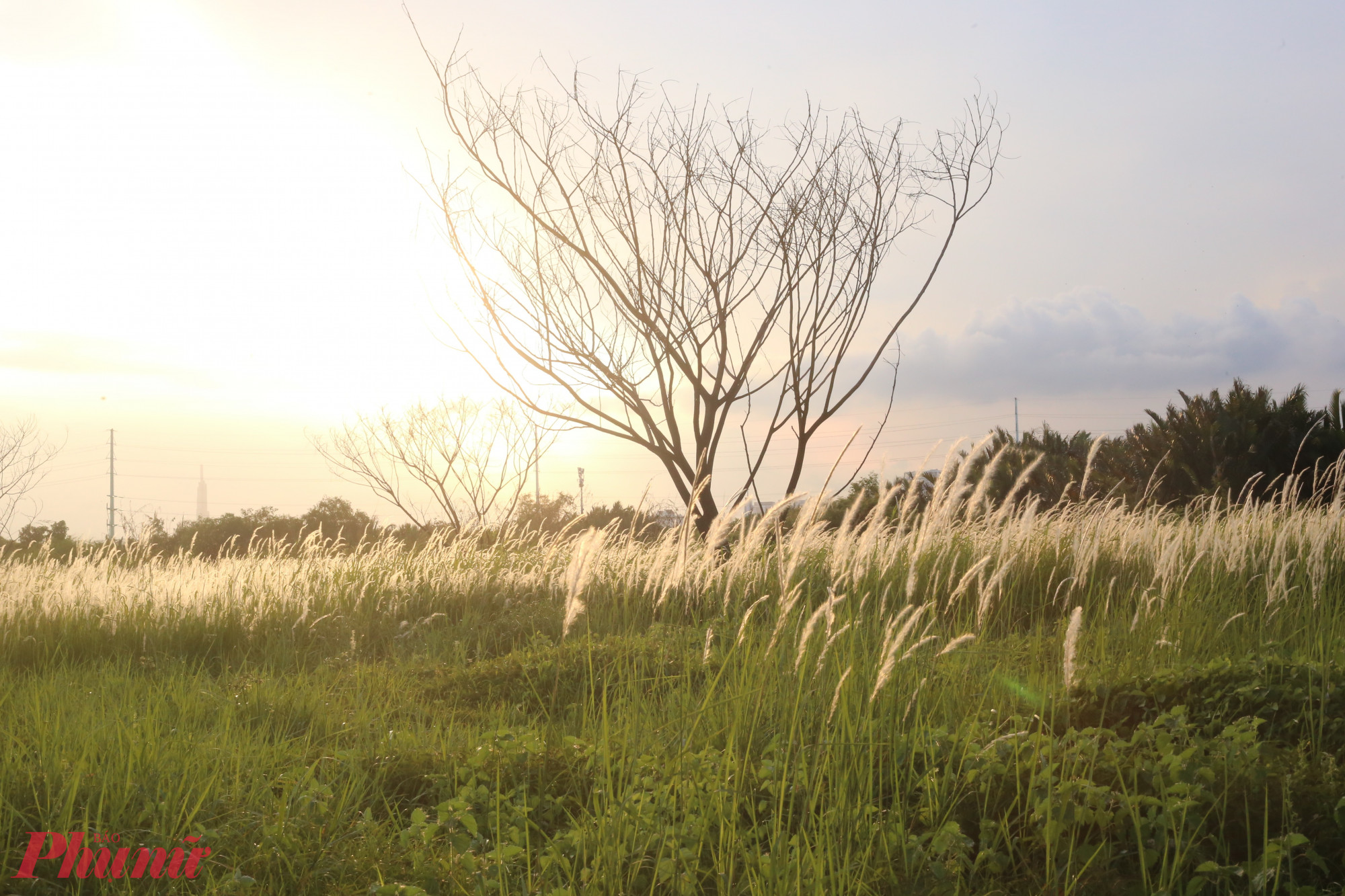 Dưới nắng chiều