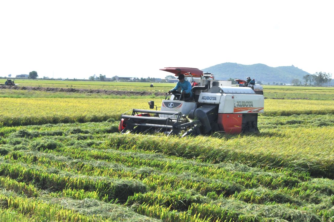 Chuyển đổi 41.647ha đất lúa, tăng thu nhập cho nông dân An Giang