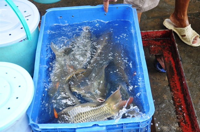 Ca phong sinh le Phat Dan vua duoc tha da bi chich dien