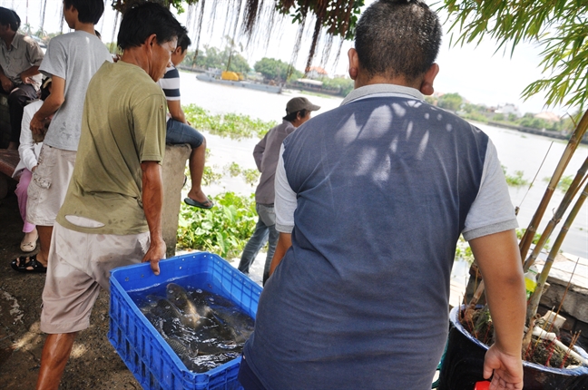 Ca phong sinh le Phat Dan vua duoc tha da bi chich dien